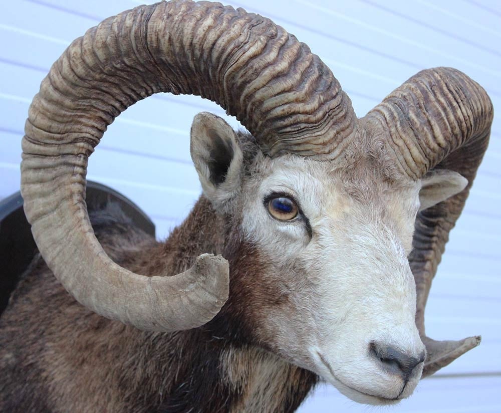 Grote opgezette KOP MOEFLON RAM op houten schild