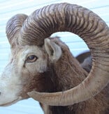 Grote opgezette KOP MOEFLON RAM op houten schild