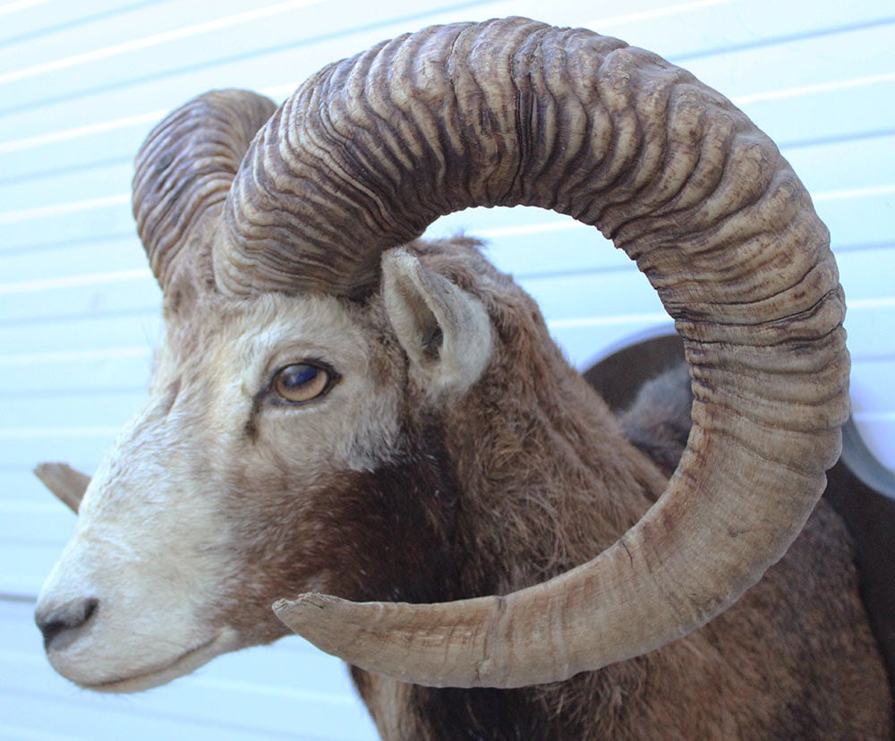 Grote opgezette KOP MOEFLON RAM op houten schild