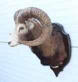 Grote opgezette KOP MOEFLON RAM op houten schild
