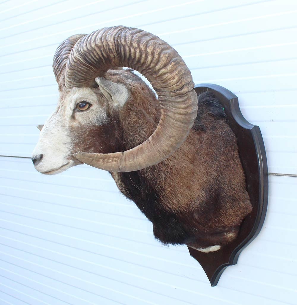 Grote opgezette KOP MOEFLON RAM op houten schild