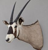 Grote opgezette kop SPIESBOK / GEMSBOK