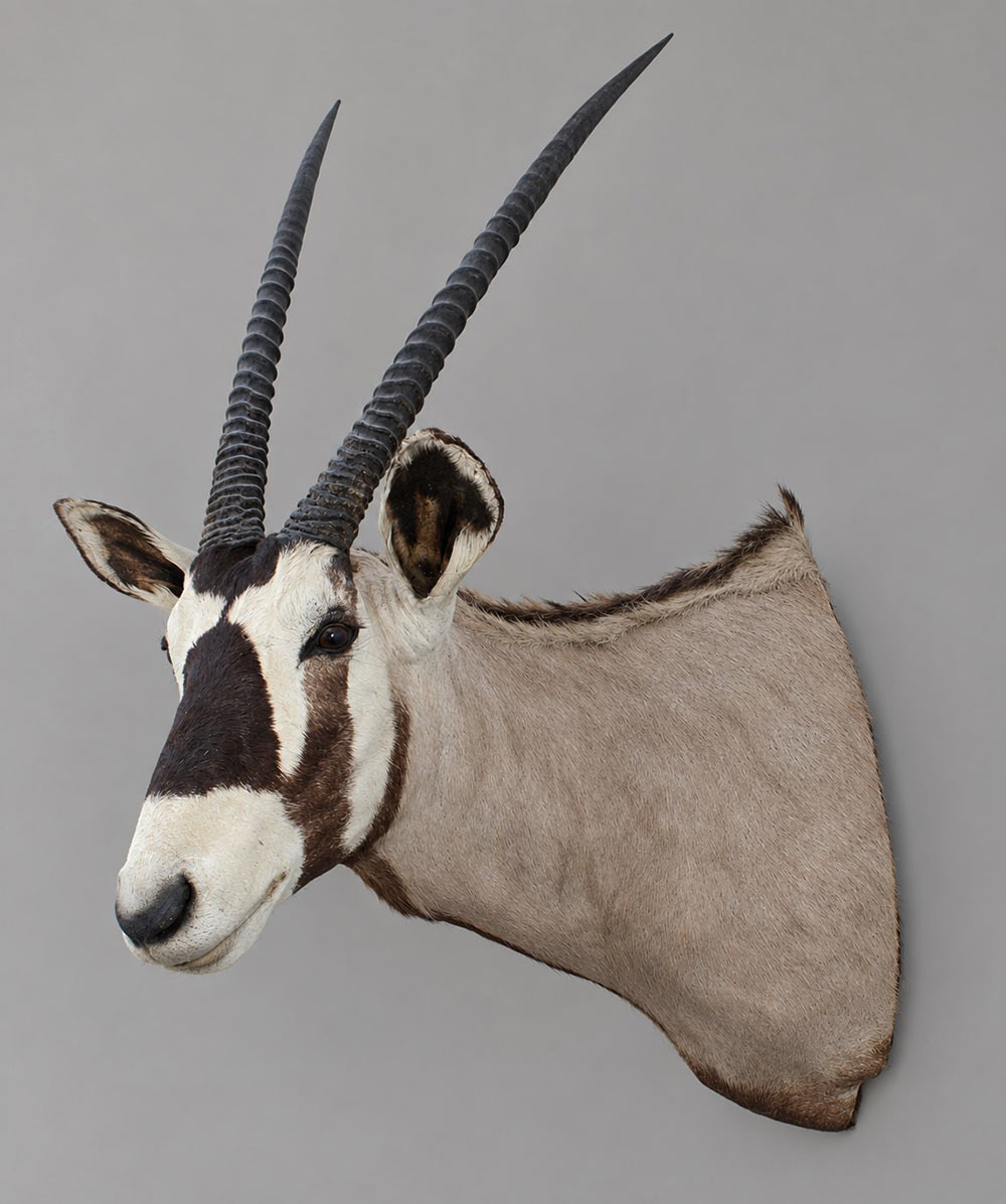 Grote opgezette kop SPIESBOK / GEMSBOK