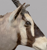 Grote opgezette kop SPIESBOK / GEMSBOK