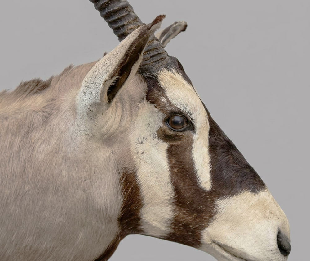 Grote opgezette kop SPIESBOK / GEMSBOK