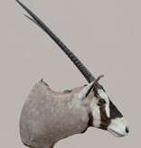 Grote opgezette kop SPIESBOK / GEMSBOK