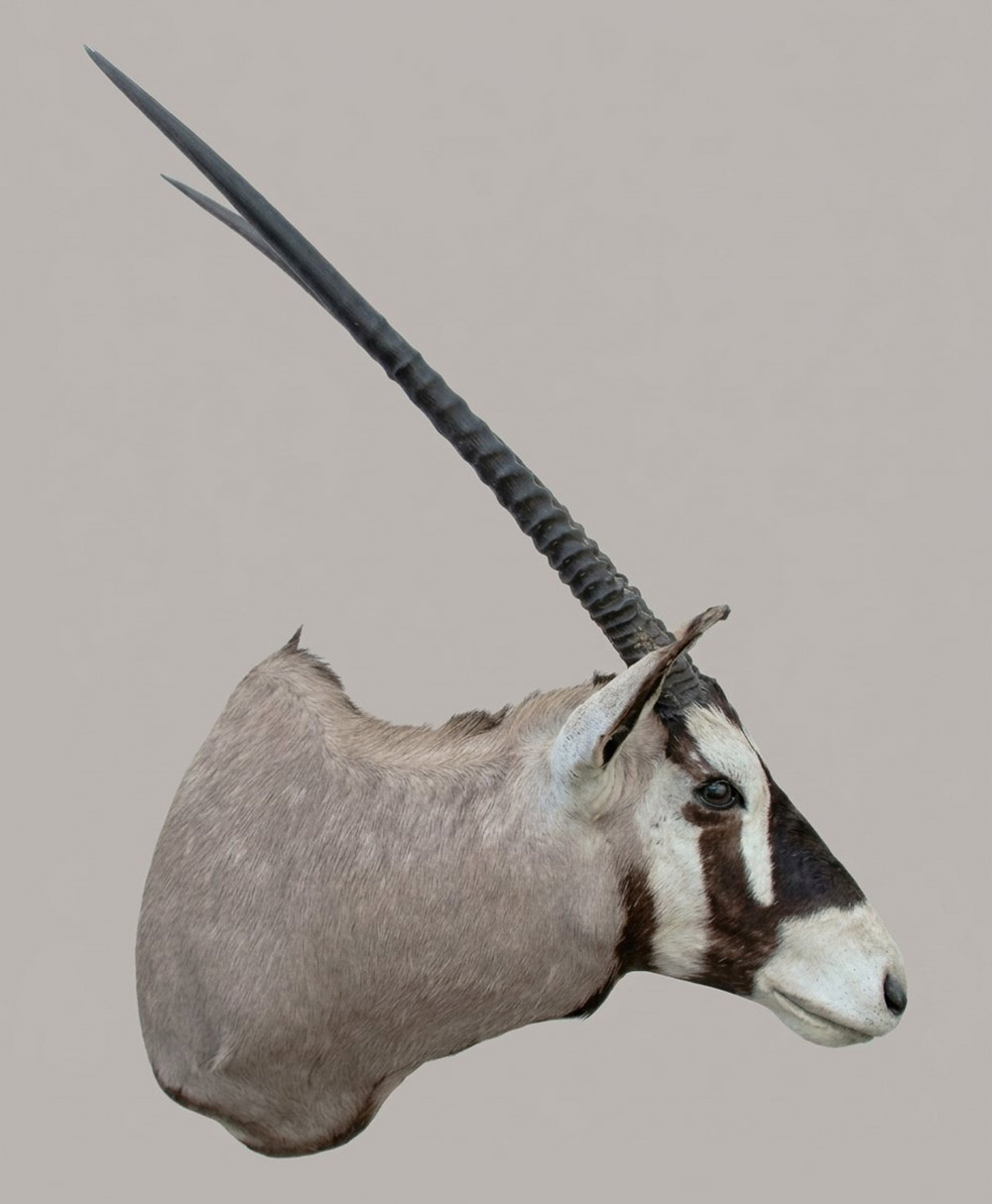 Grote opgezette kop SPIESBOK / GEMSBOK