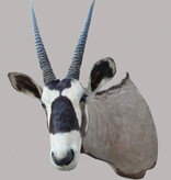Grote opgezette kop SPIESBOK / GEMSBOK