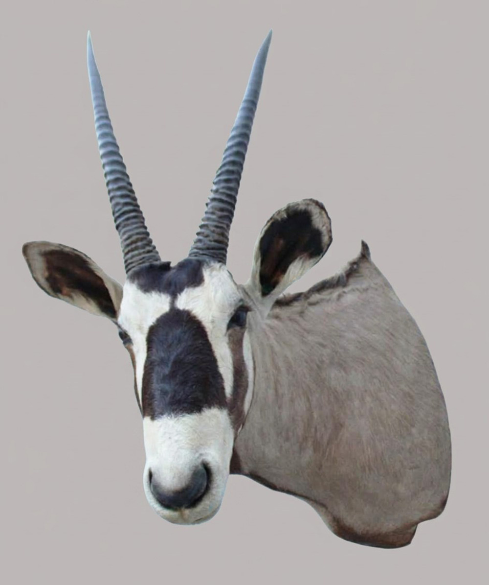 Grote opgezette kop SPIESBOK / GEMSBOK