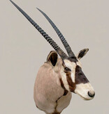 Grote opgezette kop SPIESBOK / GEMSBOK