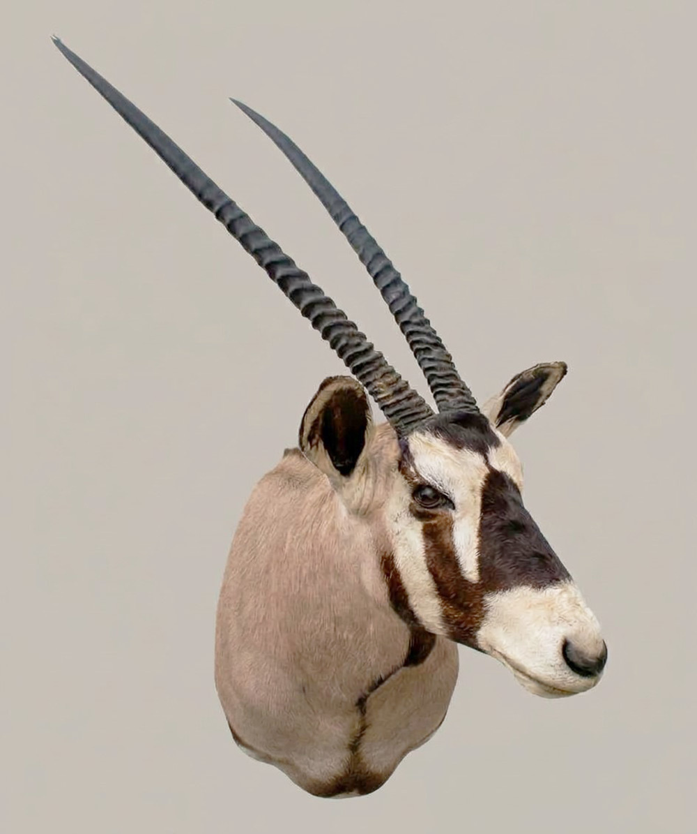 Grote opgezette kop SPIESBOK / GEMSBOK