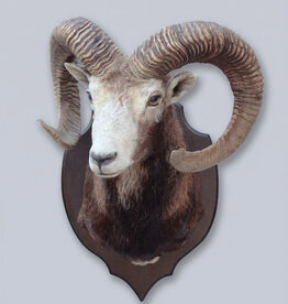 Grote opgezette KOP MOEFLON RAM - ref. C