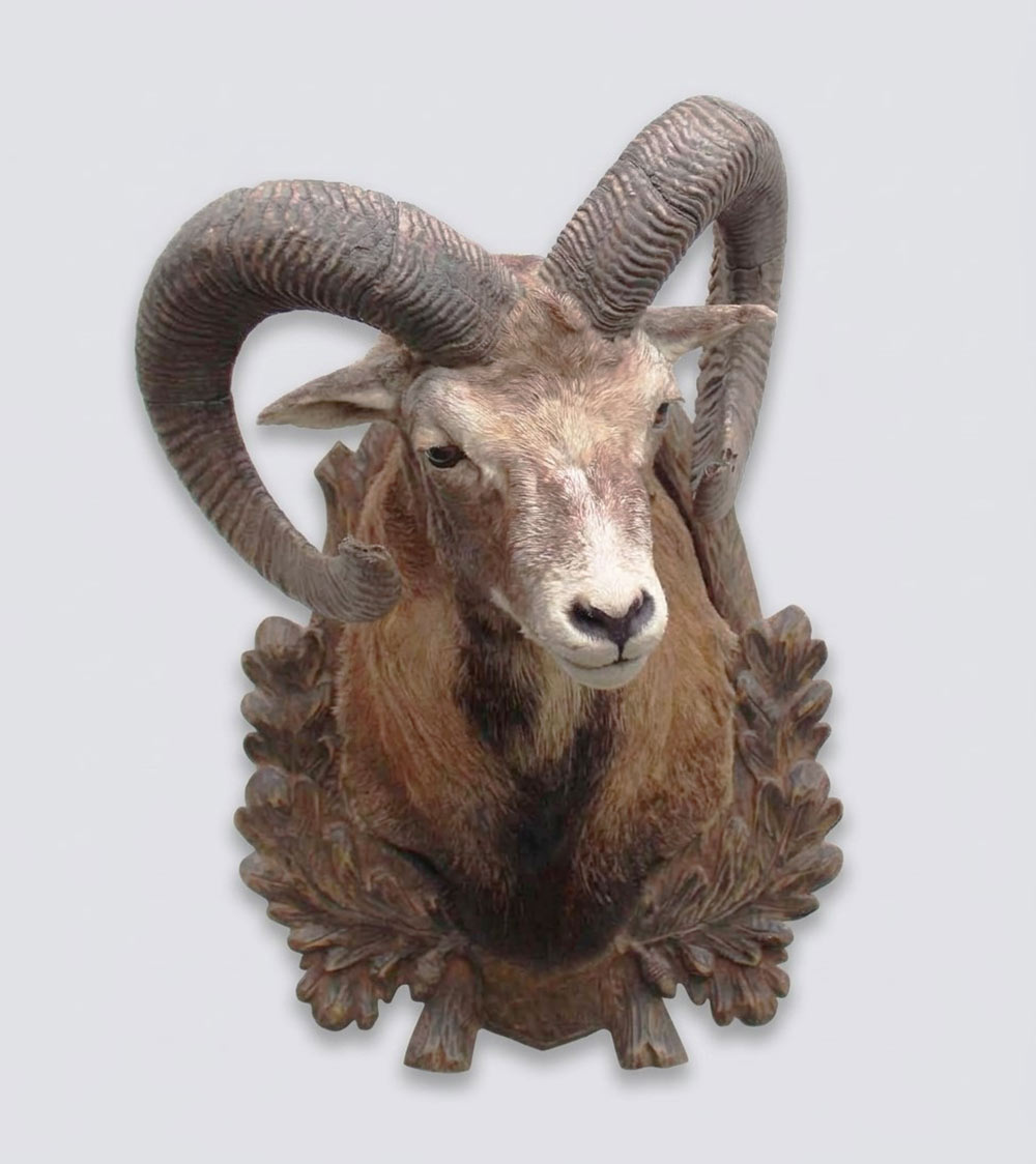 Decoratieve opgezette KOP MOEFLON RAM op bewerkt houten schild