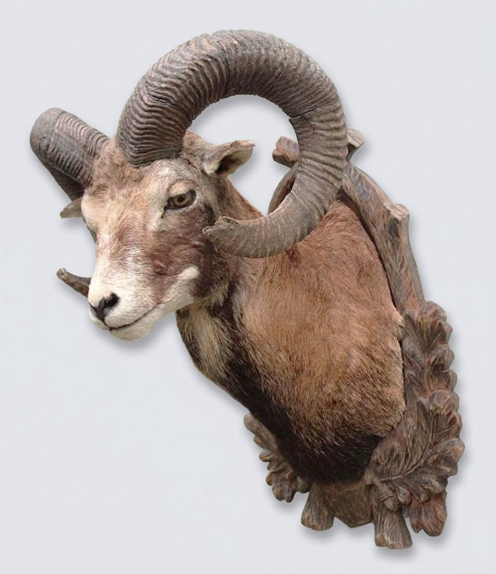 Decoratieve opgezette KOP MOEFLON RAM op bewerkt houten schild