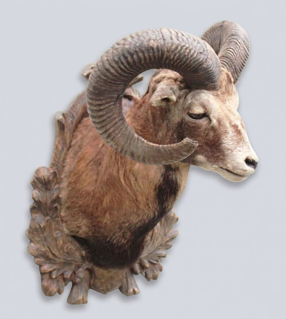 Decoratieve opgezette KOP MOEFLON RAM op bewerkt houten schild