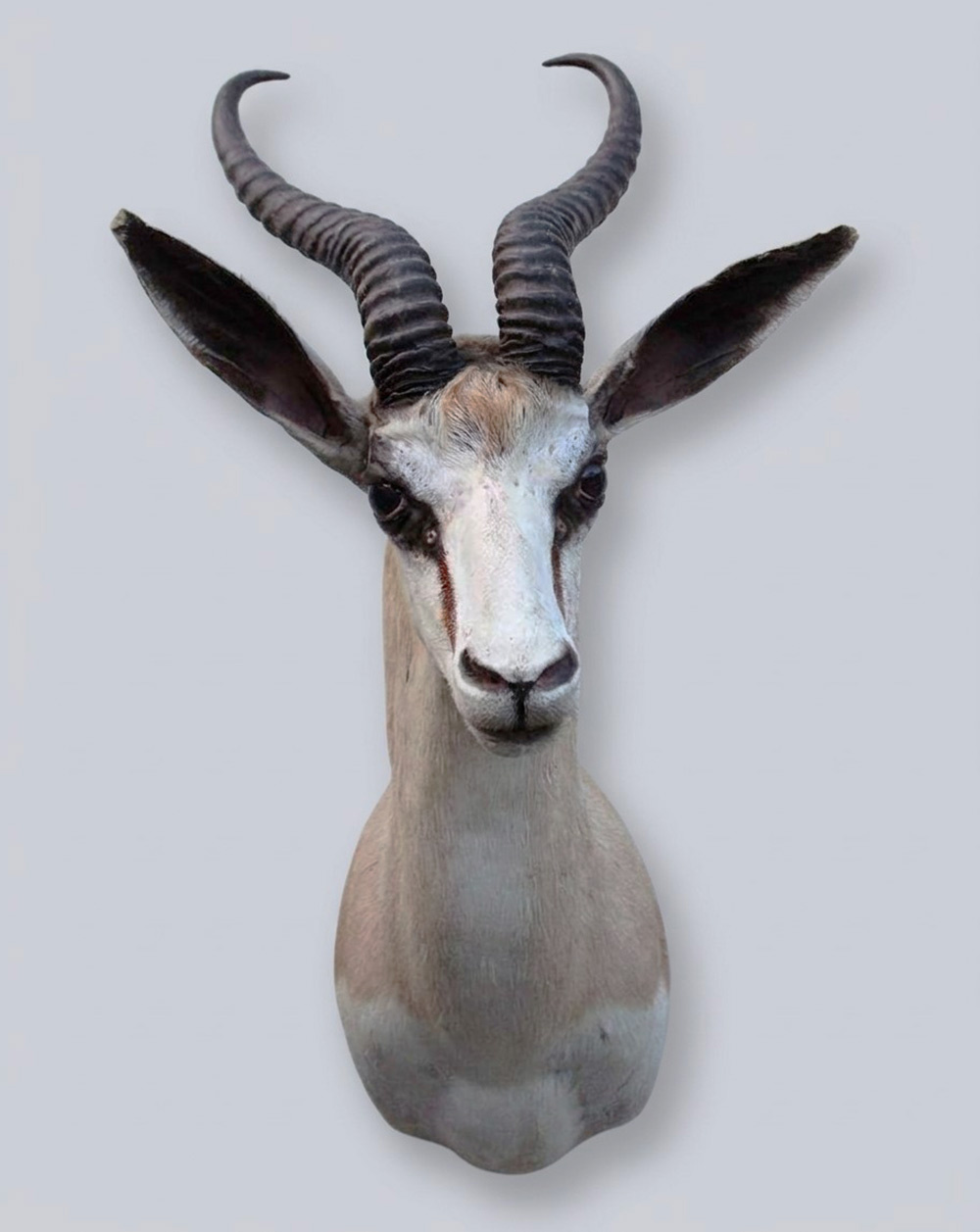 Decoratieve opgezette KOP SPRINGBOK ANTILOPE
