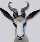 Decoratieve opgezette KOP SPRINGBOK ANTILOPE