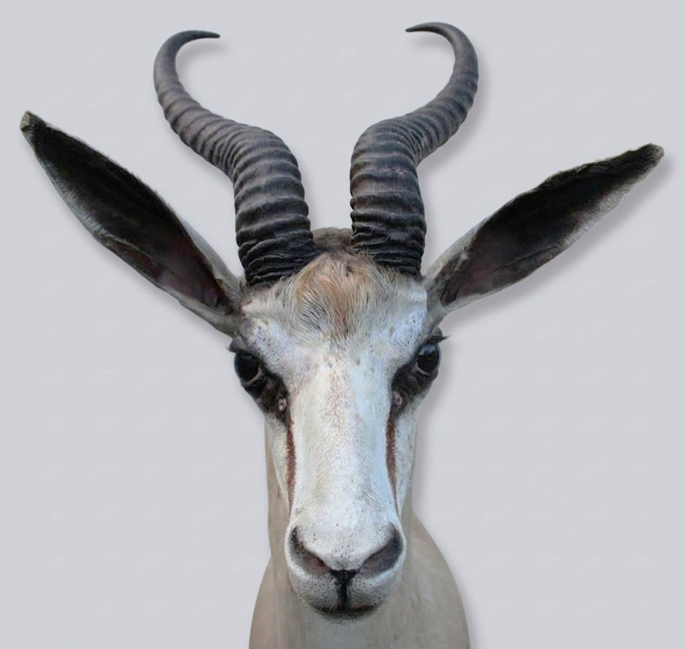 Decoratieve opgezette KOP SPRINGBOK ANTILOPE