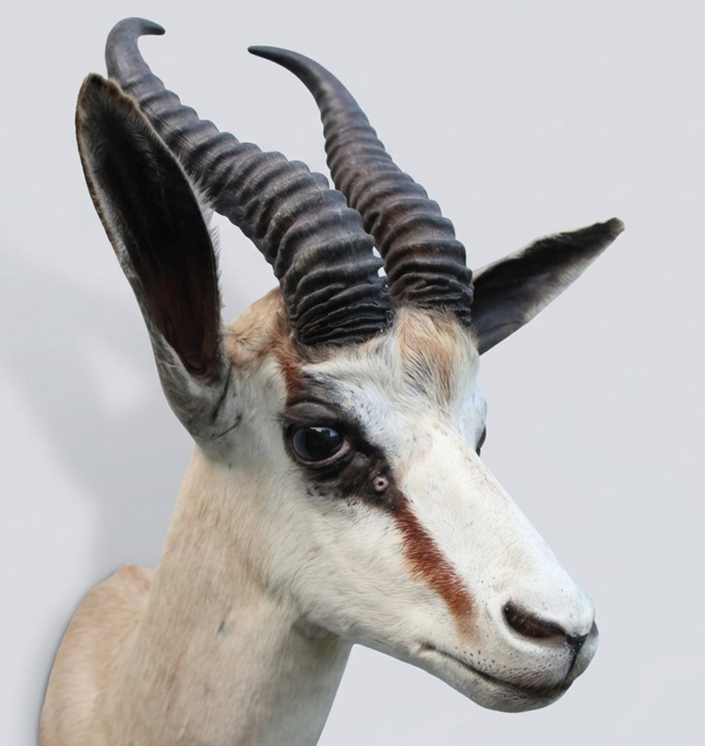 Decoratieve opgezette KOP SPRINGBOK ANTILOPE