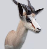 Decoratieve opgezette KOP SPRINGBOK ANTILOPE