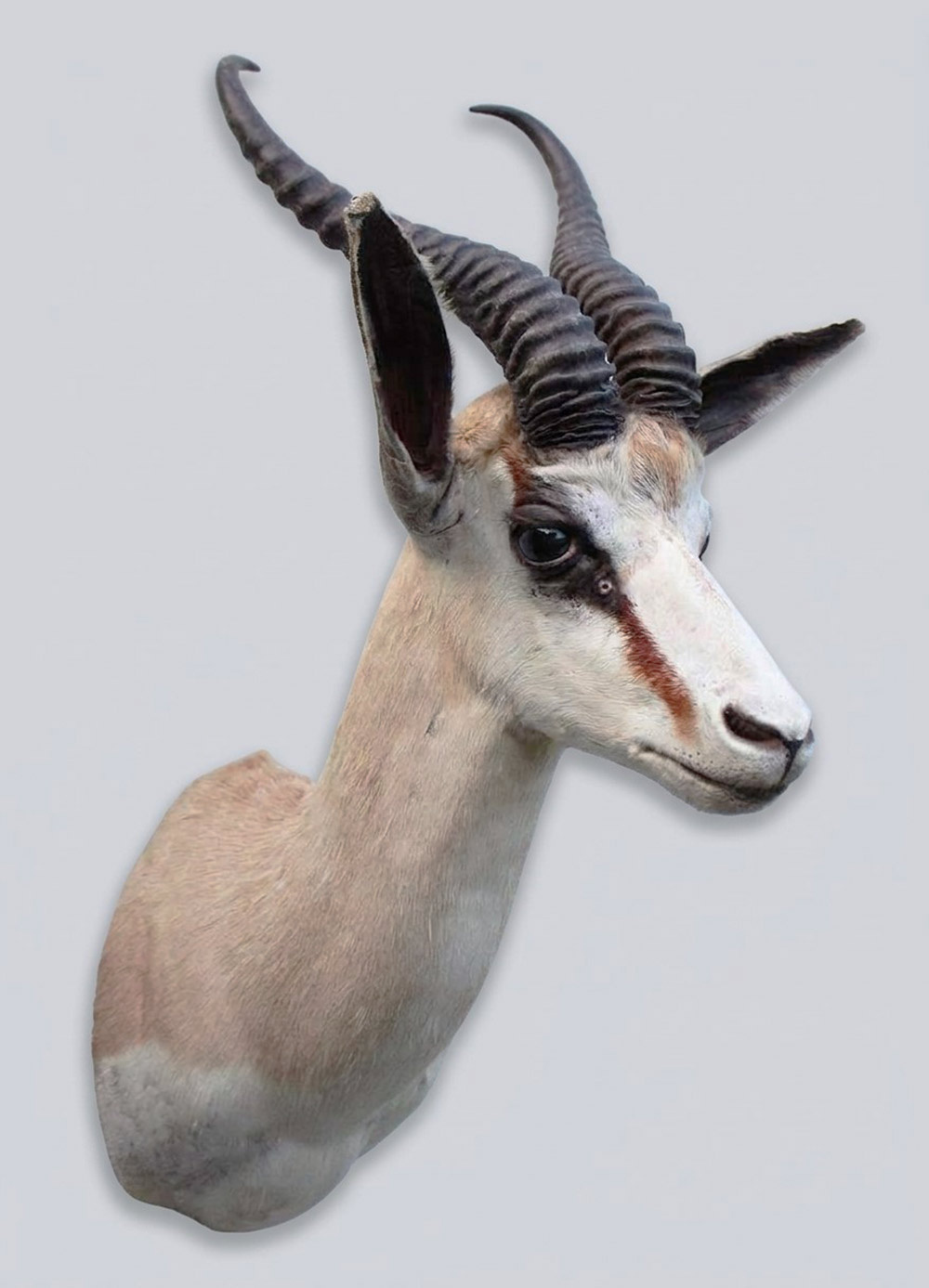 Decoratieve opgezette KOP SPRINGBOK ANTILOPE