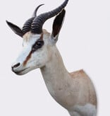 Decoratieve opgezette KOP SPRINGBOK ANTILOPE