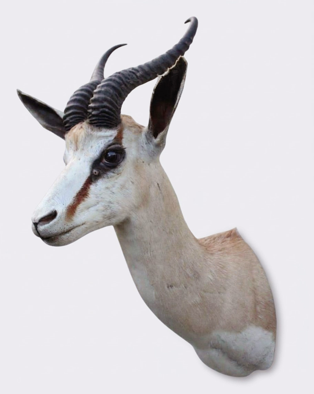 Decoratieve opgezette KOP SPRINGBOK ANTILOPE