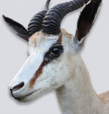 Decoratieve opgezette KOP SPRINGBOK ANTILOPE