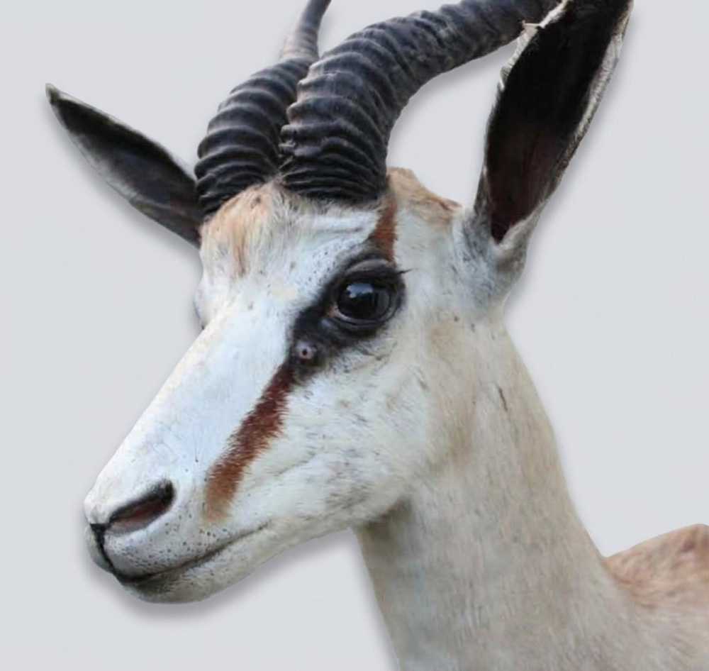 Decoratieve opgezette KOP SPRINGBOK ANTILOPE