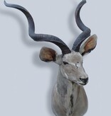 Opgezette kop KUDU antilope