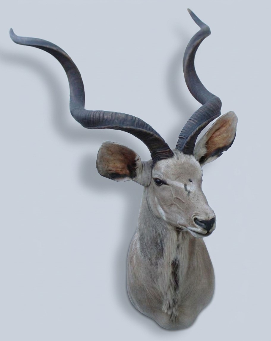 Opgezette kop KUDU antilope