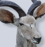 Opgezette kop KUDU antilope