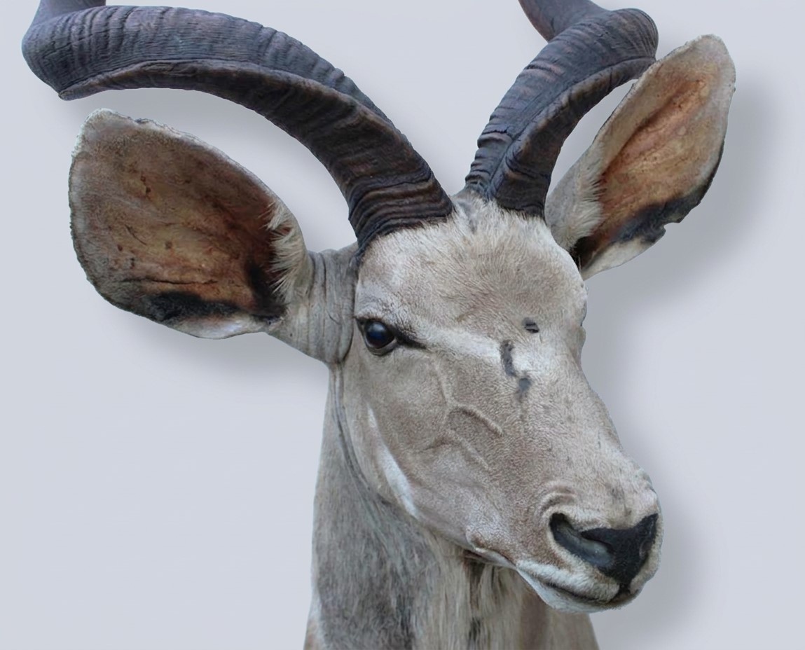 Opgezette kop KUDU antilope