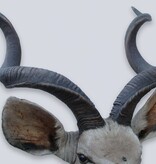 Opgezette kop KUDU antilope