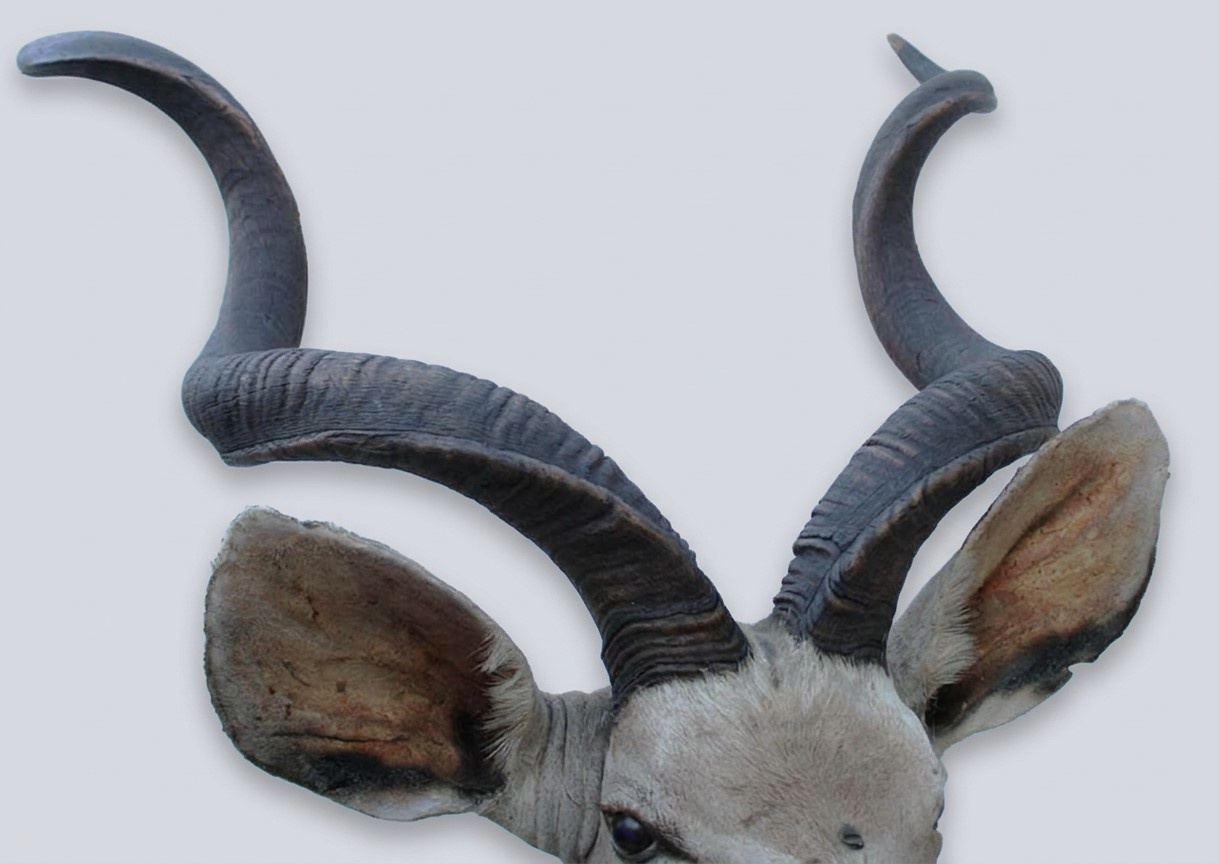 Opgezette kop KUDU antilope