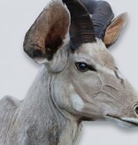 Opgezette kop KUDU antilope