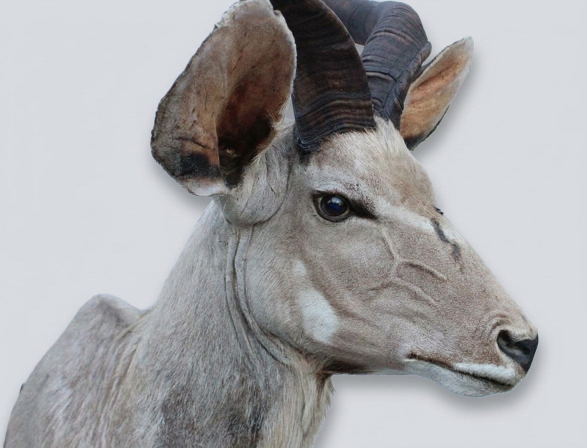 Opgezette kop KUDU antilope