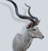 Opgezette kop KUDU antilope
