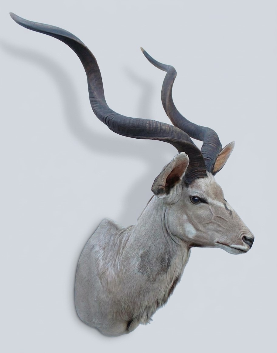 Opgezette kop KUDU antilope