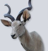 Opgezette kop KUDU antilope