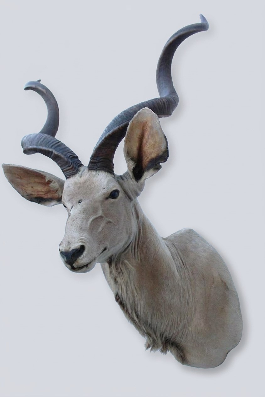 Opgezette kop KUDU antilope