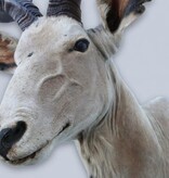Opgezette kop KUDU antilope