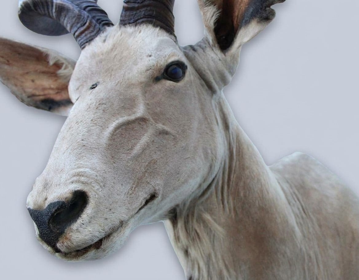 Opgezette kop KUDU antilope