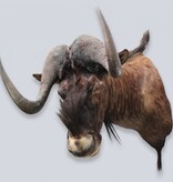 Opgezette KOP WITSTAART GNU antilope