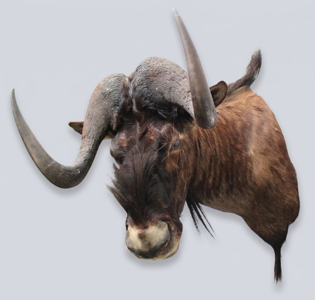 Opgezette KOP WITSTAART GNU antilope