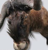 Opgezette KOP WITSTAART GNU antilope