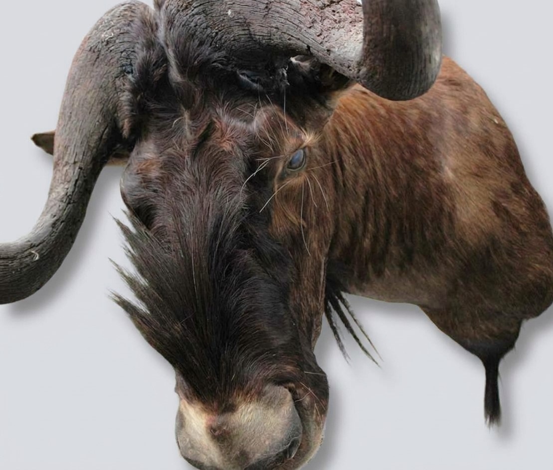 Opgezette KOP WITSTAART GNU antilope