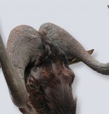 Opgezette KOP WITSTAART GNU antilope