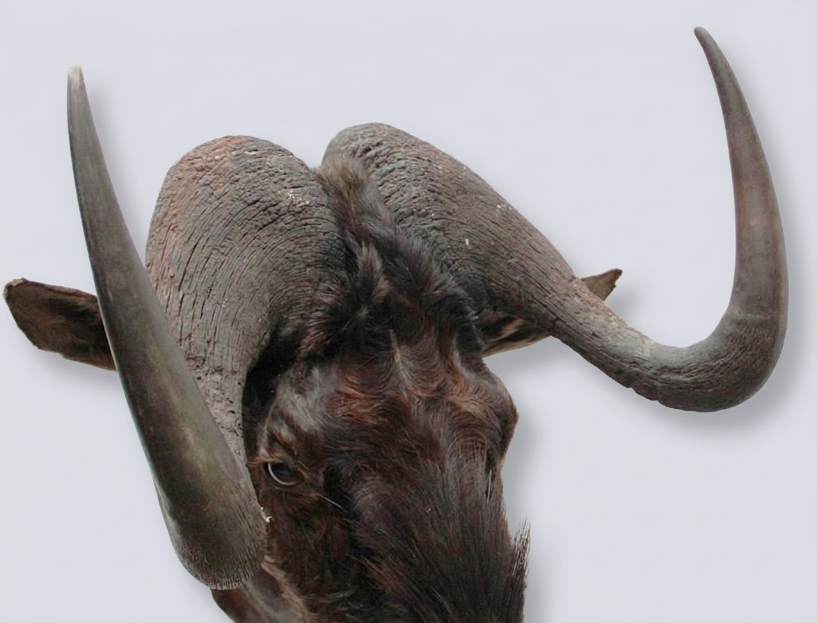 Opgezette KOP WITSTAART GNU antilope
