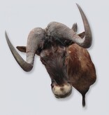 Opgezette KOP WITSTAART GNU antilope